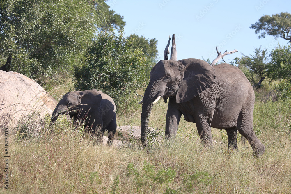 Obraz premium Afrikanischer Elefant / African elephant / Loxodonta africana