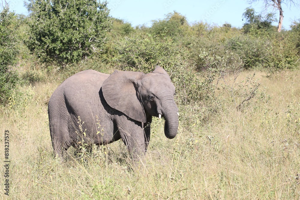 Afrikanischer Elefant / African elephant / Loxodonta africana Afrikanischer Elefant / African elephant / Loxodonta africana