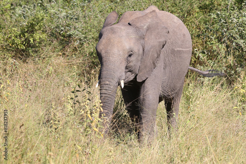 Afrikanischer Elefant   African elephant   Loxodonta africana