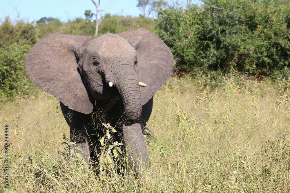 Fototapeta premium Afrikanischer Elefant / African elephant / Loxodonta africana..