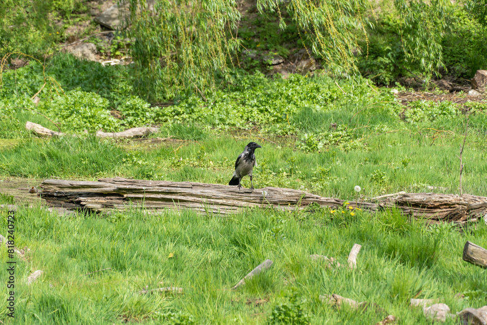 Hooded gray crow sits on stump rotten tree. Corvus cornix is eurasian bird species from the genus raven on lawn. Corvus corone cornix in wild. Also called the scald crow or hoodie. Passerine bird. Hooded gray crow sits on stump rotten tree. Corvus cornix is eurasian bird species from the genus raven on lawn. Corvus corone cornix in wild. Also called the scald crow or hoodie. Passerine bird.