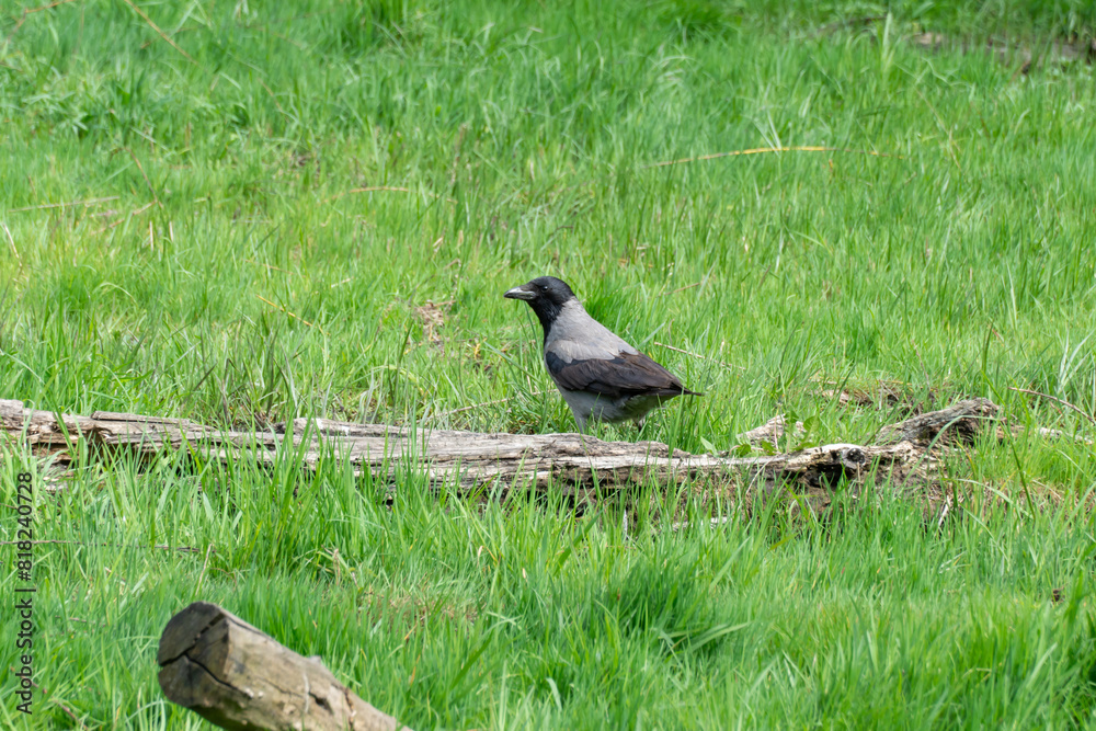 Fototapeta premium Hooded gray crow sits on stump rotten tree. Corvus cornix is eurasian bird species from the genus raven on lawn. Corvus corone cornix in wild. Also called the scald crow or hoodie. Passerine bird.