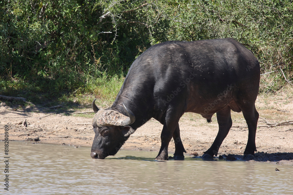 Kaffernbüffel / African buffalo / Syncerus caffer Kaffernbüffel / African buffalo / Syncerus caffer