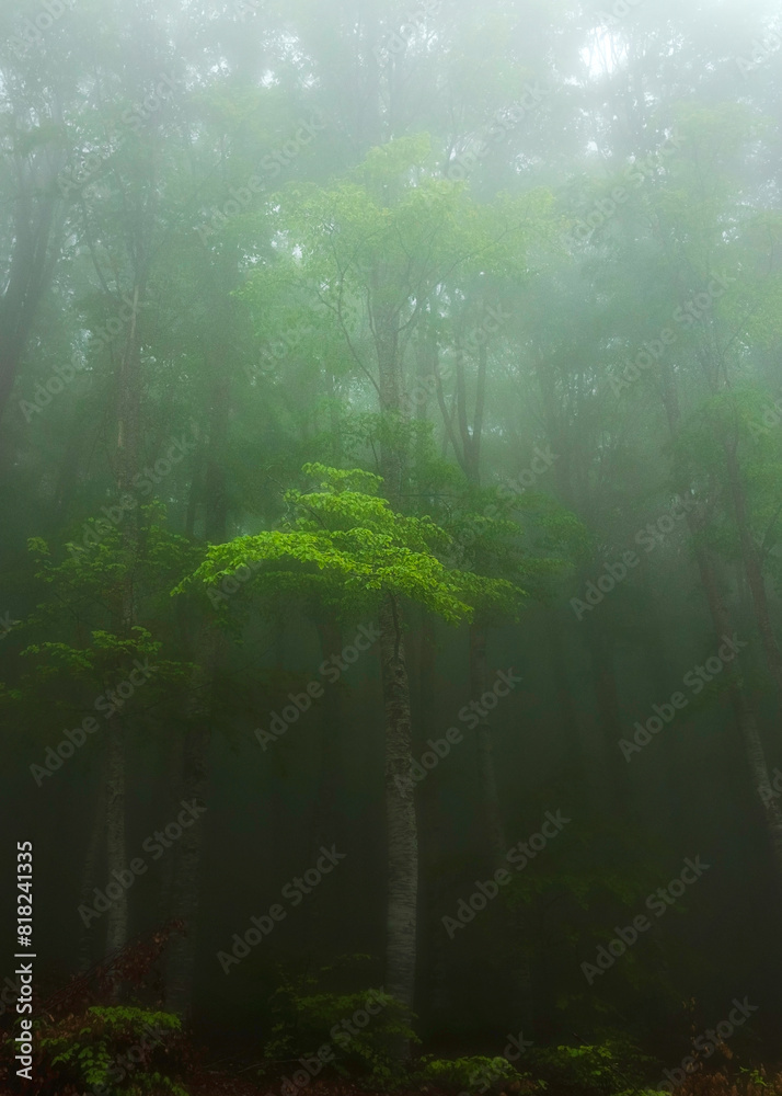 Obraz premium misty morning in the forest