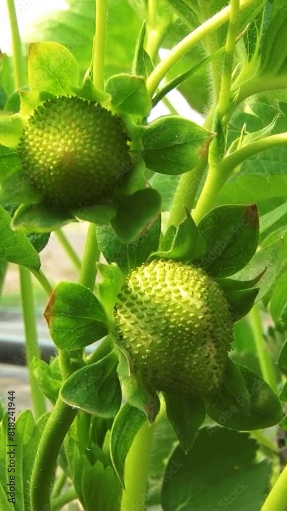Harvest strawberries in the greenhouse. Growing strawberries in greenhouse conditions. Vertical video. Harvest strawberries in the greenhouse. Growing strawberries in greenhouse conditions. Vertical video.