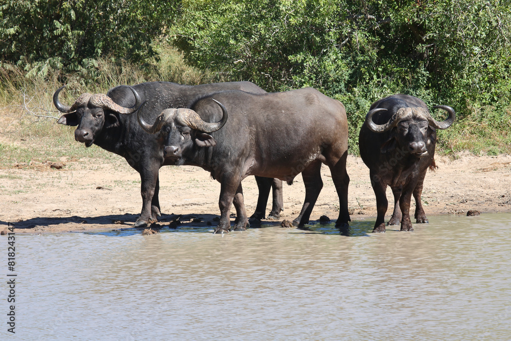 Kaffernbüffel / African buffalo / Syncerus caffer Kaffernbüffel / African buffalo / Syncerus caffer