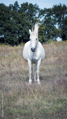 white horse. beautiful horse on dry grass in the field. Arabian horse standing in an agriculture field with dry grass in sunny weather. strong  hardy and fast animal.