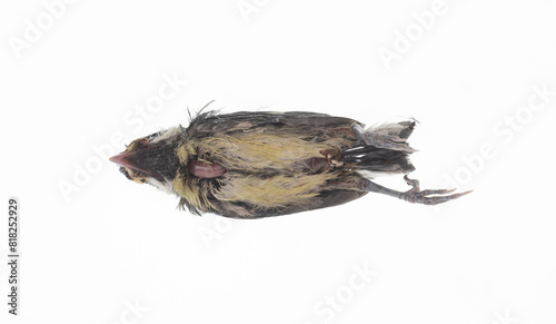 dead tit isolated on white background