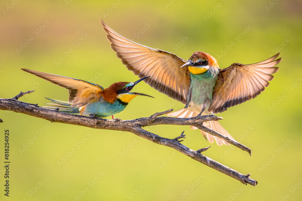 Bee Eater fighting on blurred background