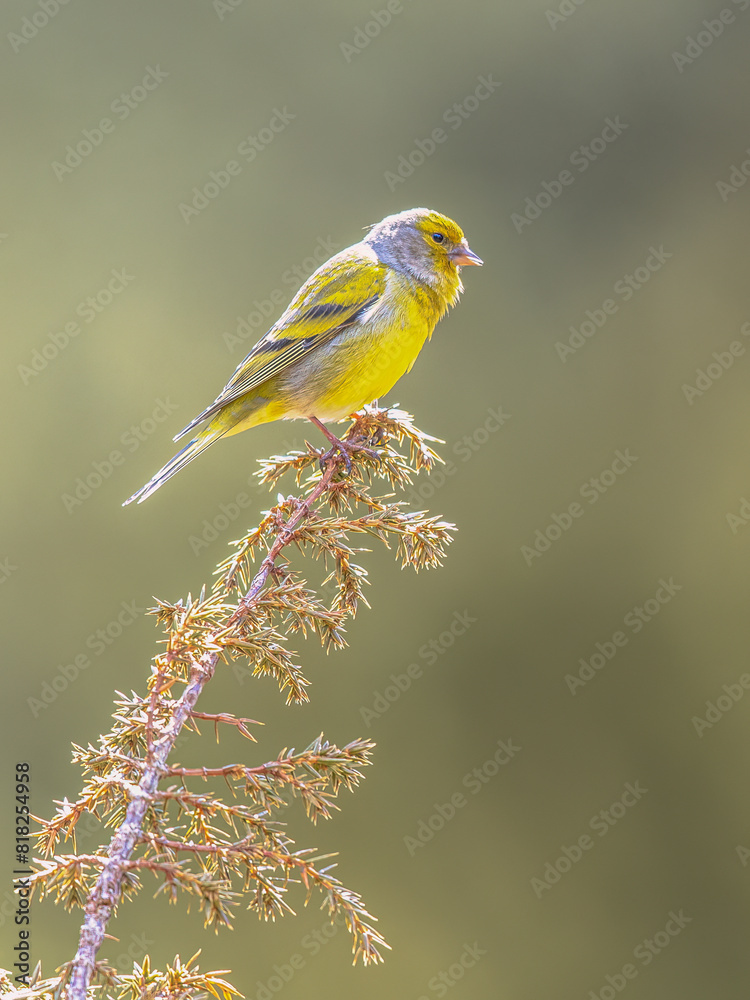 Citril finch perched on branch