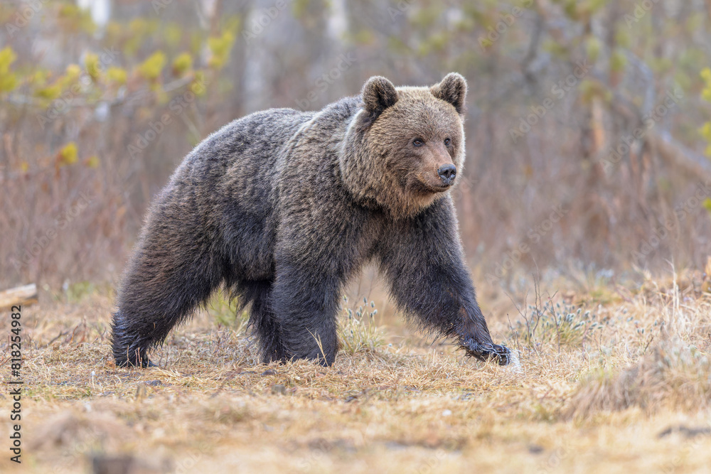 Eurasian brown bear waking up from hibernation