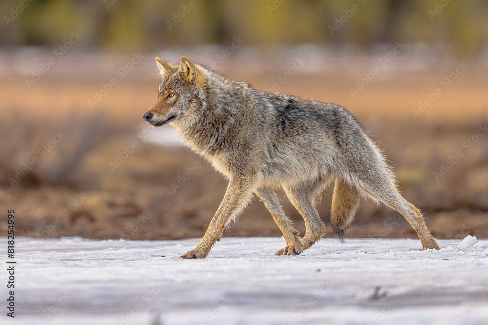 Eurasian Wolf walking in snow