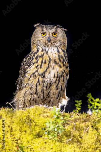 Eurasian eagle owl at night
