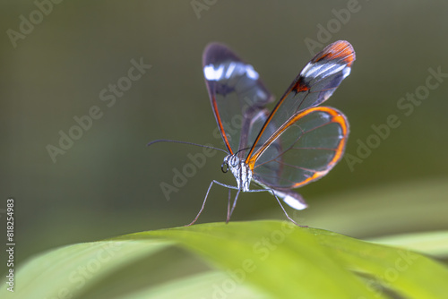 Glasswing butterfly Greta oto photo