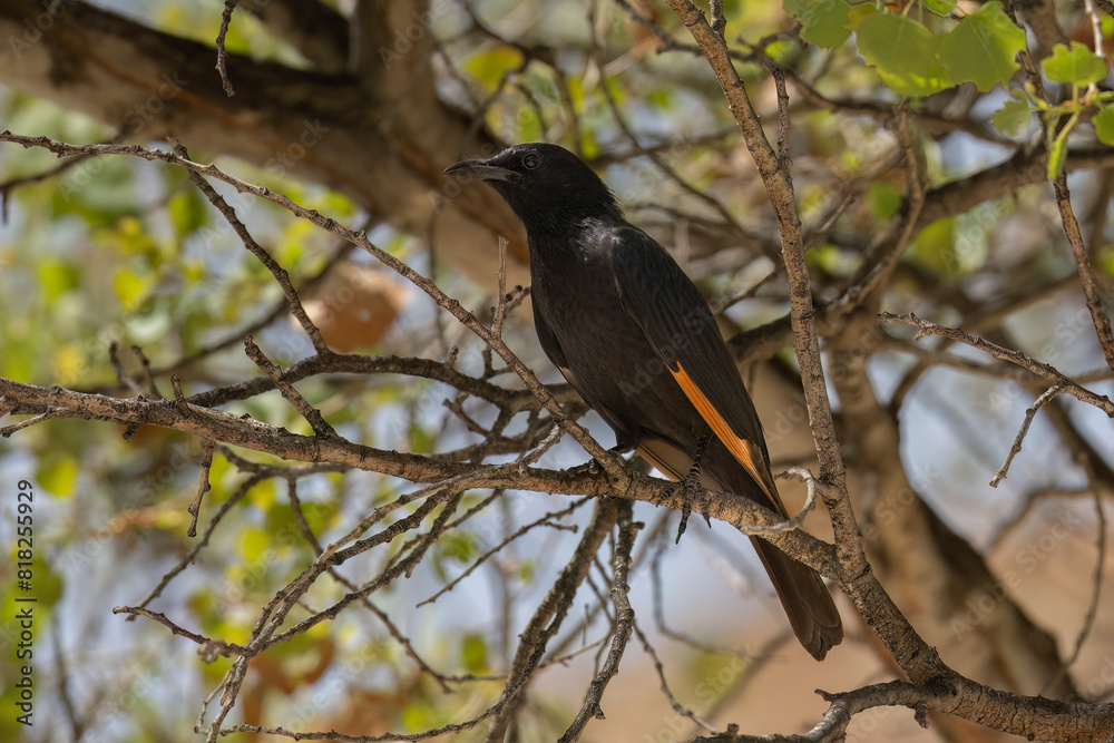A Tristram's Starling on a Tree Branch A Tristram's Starling on a Tree Branch