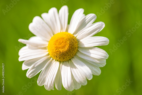 Close up for white daisy flower on a green natural background