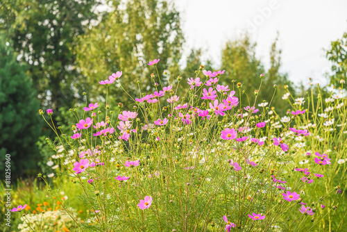 Purple cosmos flowers blooming in summer garden by sunny day