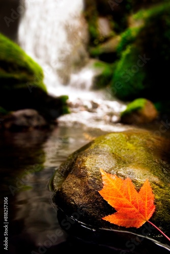 Stream In Autumn photo