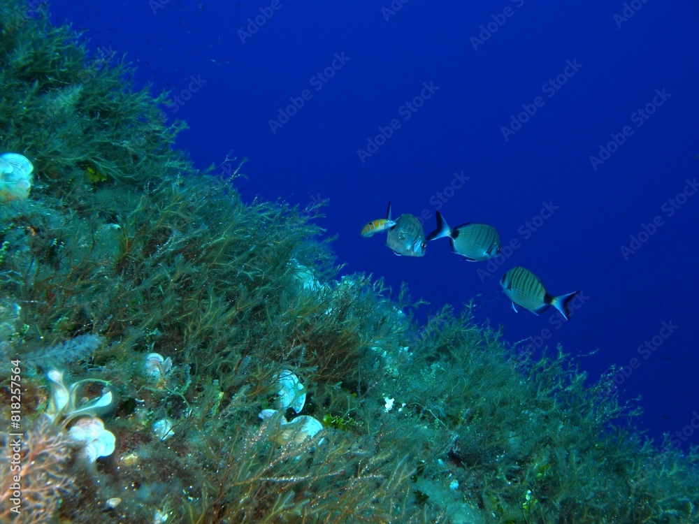 Fototapeta premium Swimming fish in the deep ocean. Sea wall, algae, underwater plants and blue sea background. Aquatic wildlife, travel photo. Scuba diving with the marine life, underwater photography.