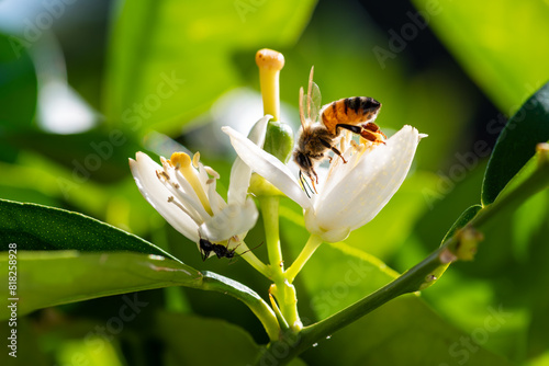 Close-up of a bee collecting pollen from white orange blossoms in spring. Biological agriculture. Environmental protection and biodiversity. 