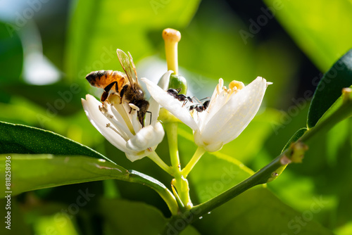 Close-up of a bee collecting pollen from white orange blossoms in spring. Biological agriculture. Environmental protection and biodiversity. 