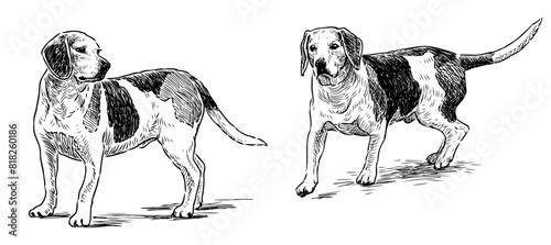 English beagle, hunting dog, pet,purebred, domestic animal,spotted, black and white, realistic,sketch,vector hand drawn illustration isolated on white