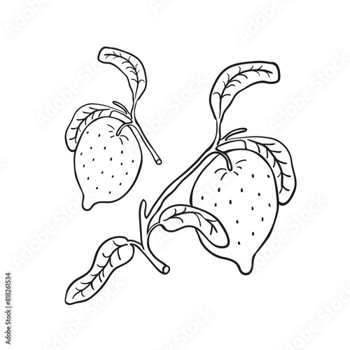 isolated citrus fruit lemon in flat style in vector. image of natural healthy eco food.template for logo sticker poster print decor design