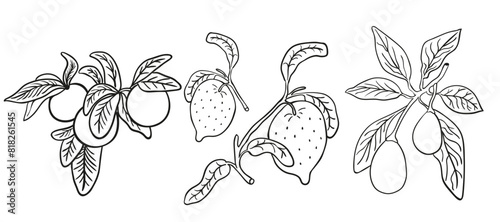 set black and white tangerine lemon avocado branch in vector. image of natural healthy eco food.template for logo sticker poster print decor design