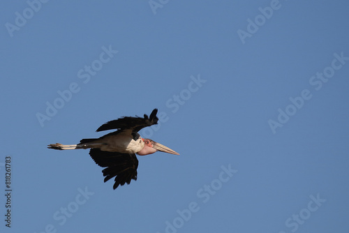 Marabu / Marabou stork / Leptoptilos crumeniferus. photo