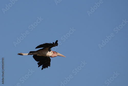 Marabu / Marabou stork / Leptoptilos crumeniferus.