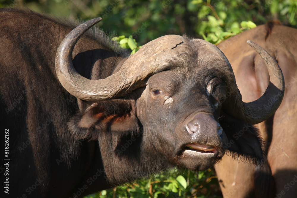 Fototapeta premium Kaffernbüffel / African buffalo / Syncerus caffer