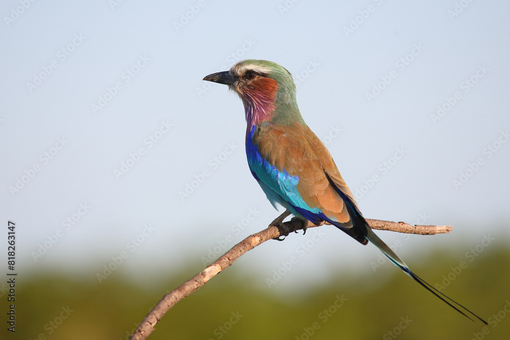 Gabelracke / Lilac-breasted roller / Coracias caudata Gabelracke / Lilac-breasted roller / Coracias caudata