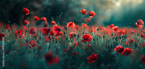 red poppy field