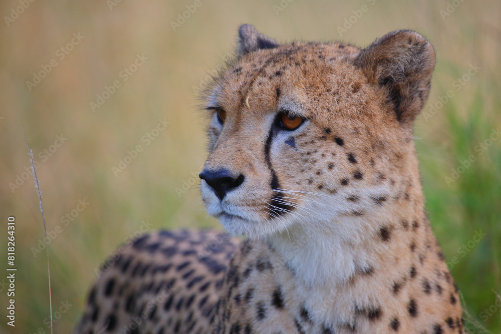 Gepard / Cheetah / Acinonyx jubatus Gepard / Cheetah / Acinonyx jubatus