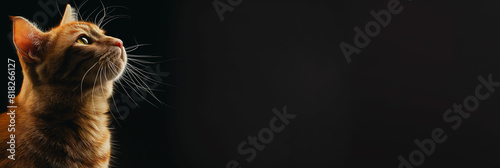 Banner de um gato com espaço para texto - wallpaper HD 