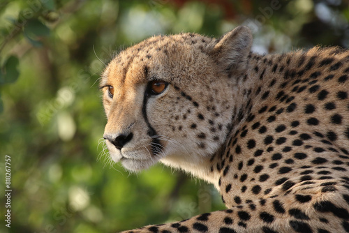 Gepard / Cheetah / Acinonyx jubatus