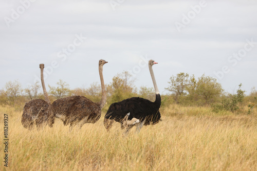 Strauß / Ostrich / Struthio camelus photo