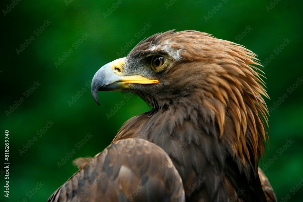 Golden Eagle's Face (Aquila Chrysaetos) Golden Eagle's Face (Aquila Chrysaetos)