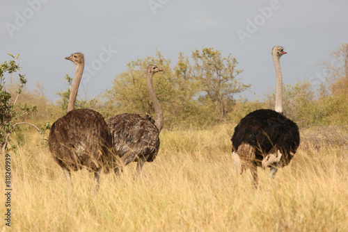 Strauß / Ostrich / Struthio camelus photo