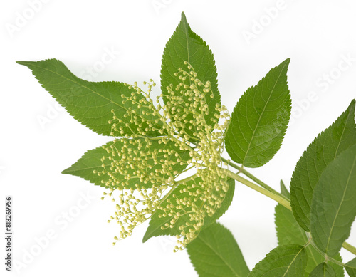 green viburnum branch with white flowers isolated on white background