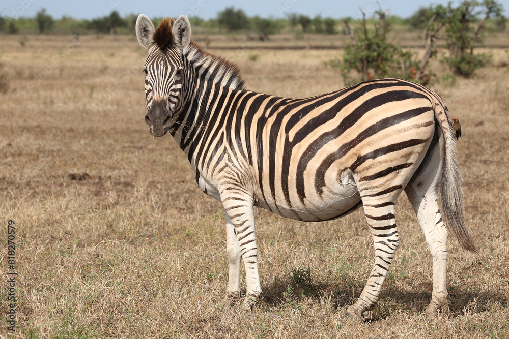 Naklejka premium Steppenzebra / Burchell's zebra / Equus quagga burchellii.