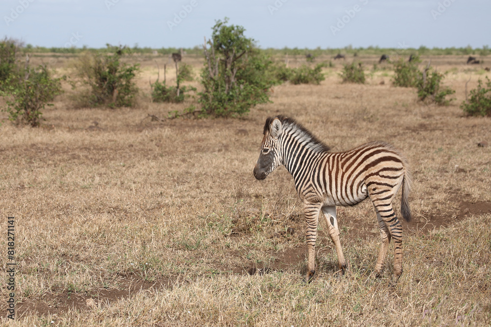 Steppenzebra / Burchell's zebra / Equus quagga burchellii. Steppenzebra / Burchell's zebra / Equus quagga burchellii.