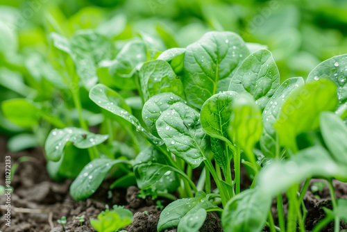 Close-up of thriving spinach plants in soil