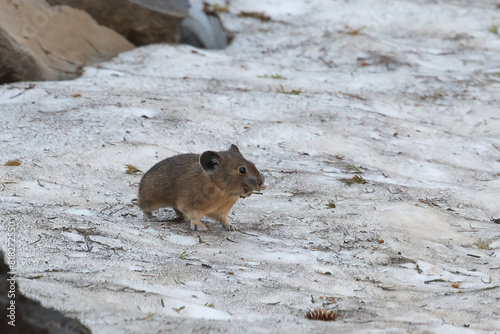 Oregon pika on a snowpatch with food in it's mouth photo