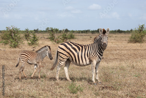 Steppenzebra / Burchell's zebra / Equus quagga burchellii.. © Ludwig