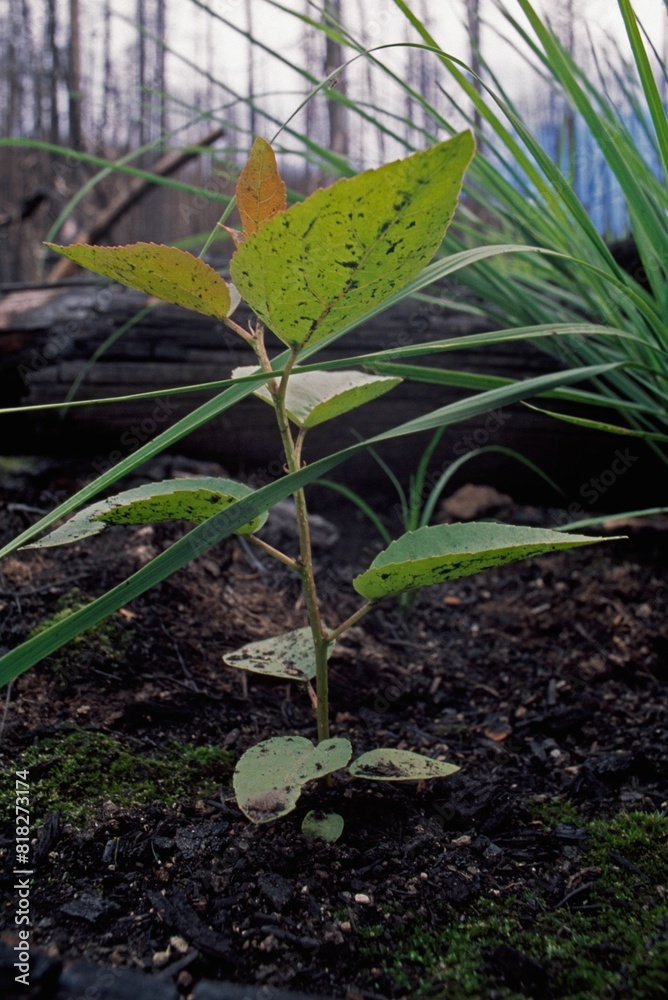 Aspen shoots (Populus tremuloides) and grasses are the first plants to show following a forest fire Aspen shoots (Populus tremuloides) and grasses are the first plants to show following a forest fire
