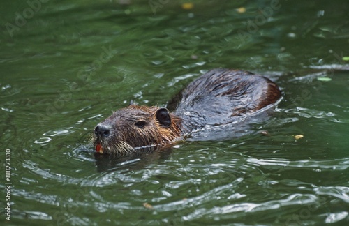 Nutria (Myocastor Coypus) Swimming In Water photo
