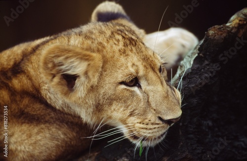 Photography Portrait Of Lion Cub Resting On Log