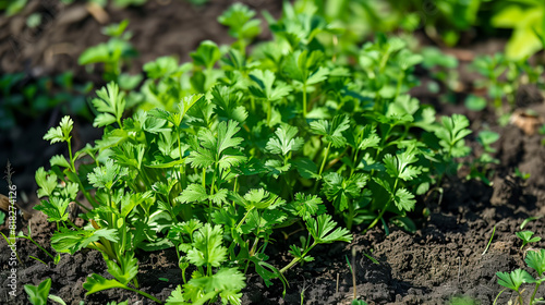 A close up of a bunch of green plants growing in a garden