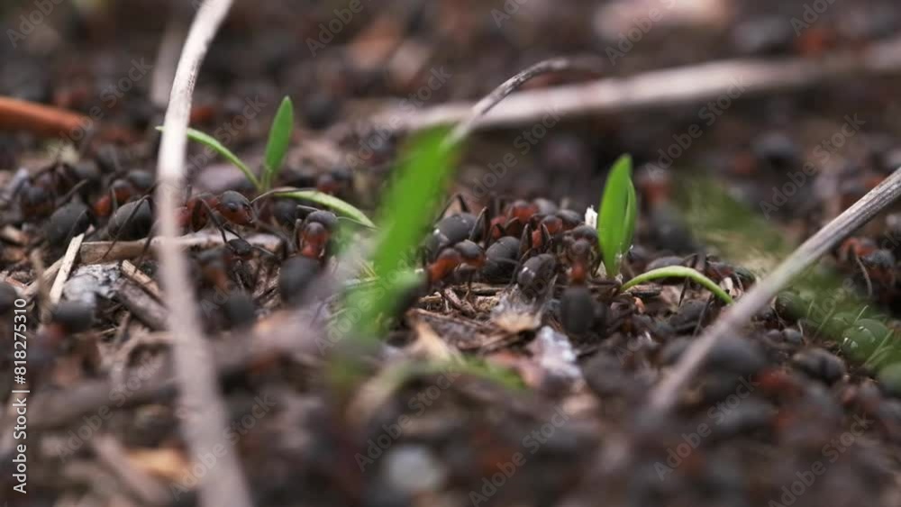 Red forest ants are building an anthill. Floating focus, closeup. Red ant, forest insects. Red forest ants are building an anthill. Floating focus, closeup. Red ant, forest insects.